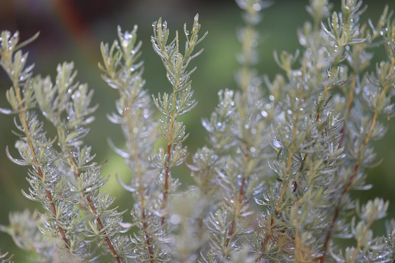 Orange and Rosemary